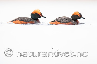 BB 10 0360 / Podiceps auritus / Horndykker